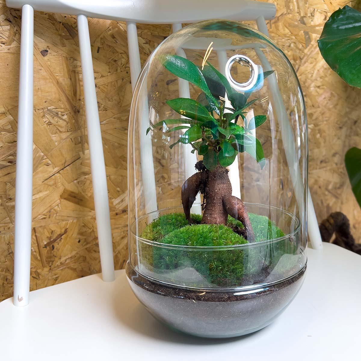 DIY terrarium | Egg XL Bonsai | ↕ 30 cm