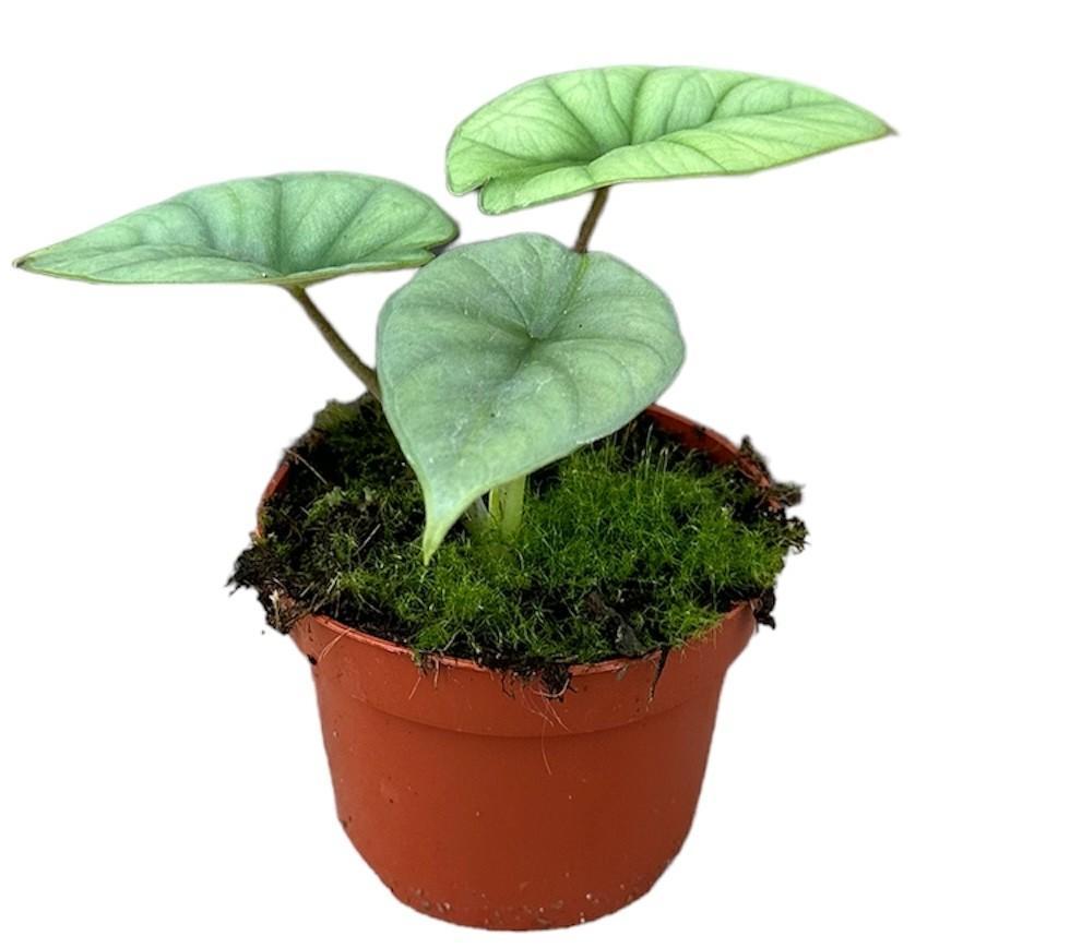 Alocasia Platinum | Ø10,5cm | ↕15cm
