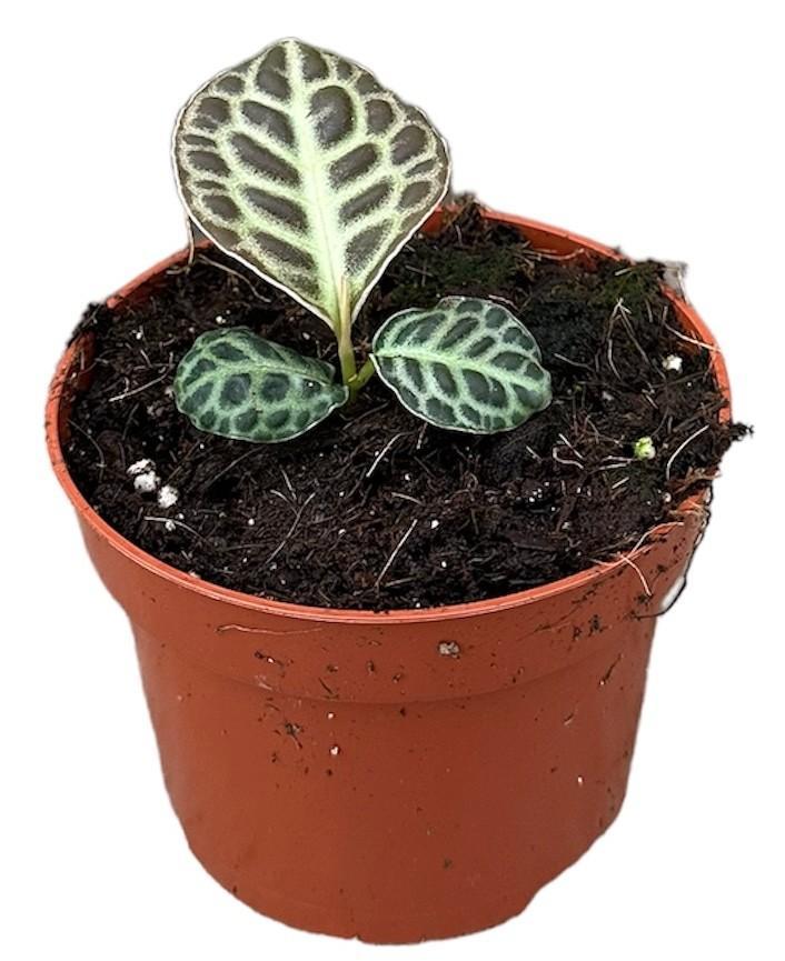 Labisia Turtle Back | Ø10,5cm | ↕5cm