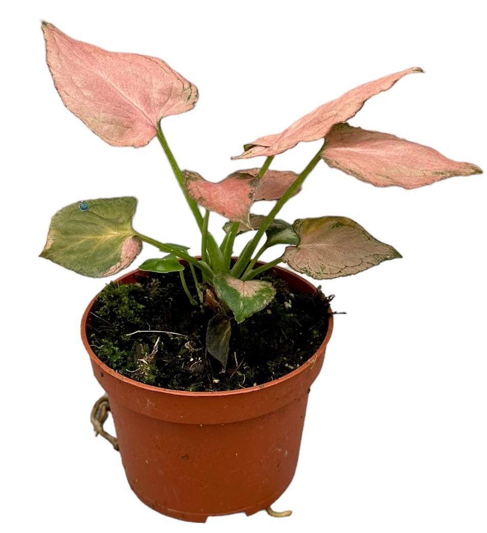 Syngonium Pink Perfection | Ø10,5cm | ↕15cm