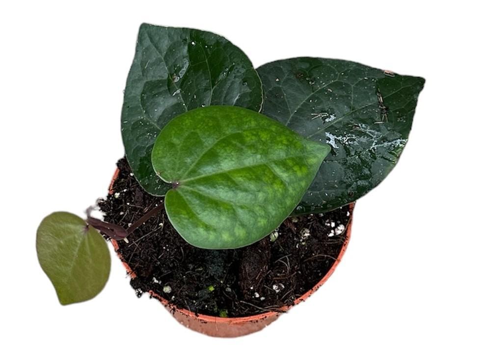 Piper Sp Indonesia Green | Ø10,5cm | ↕15cm