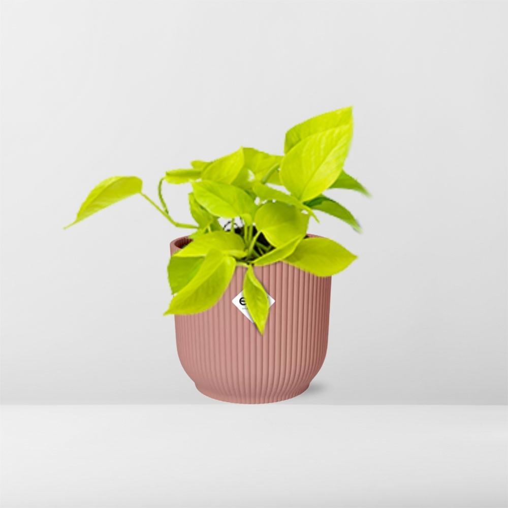 Epipremnum Golden Pothos | Ø12 | ↕15 + pot