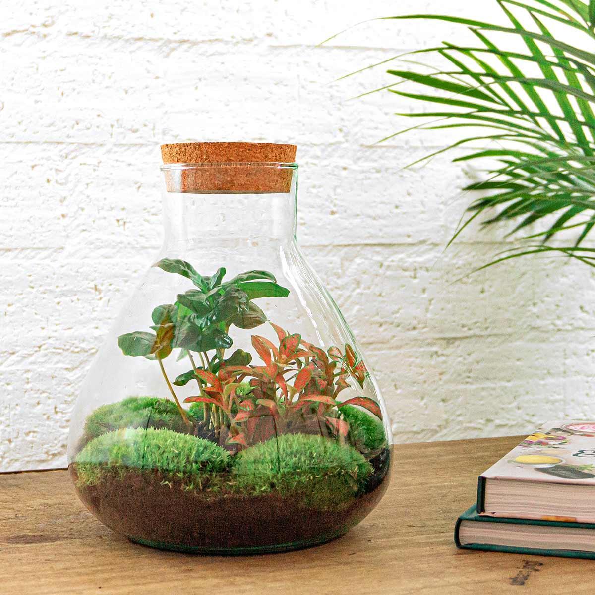 DIY terrarium Sammie Coffea