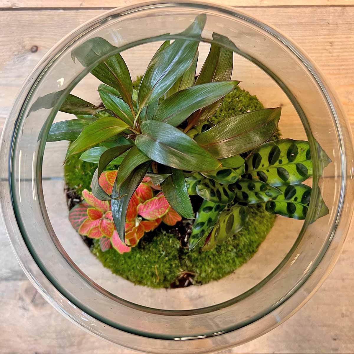 DIY terrarium Milky Palm