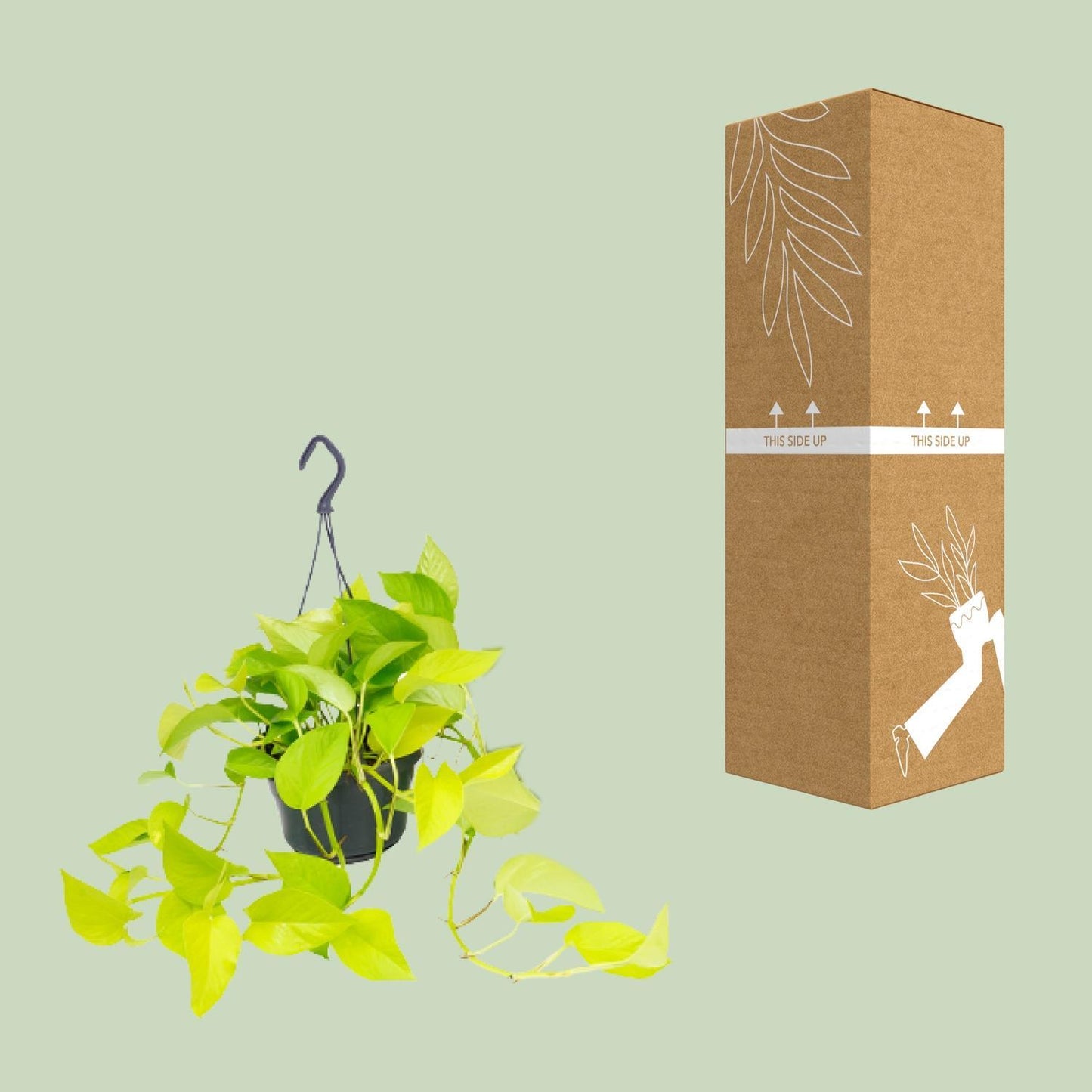 Epipremnum Golden Pothos | Ø15 | ↕25