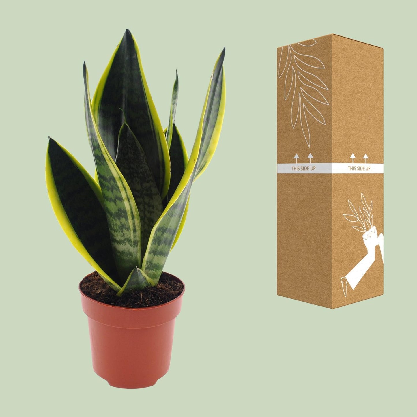 Sansevieria Futura Superba | Ø12 | ↕30