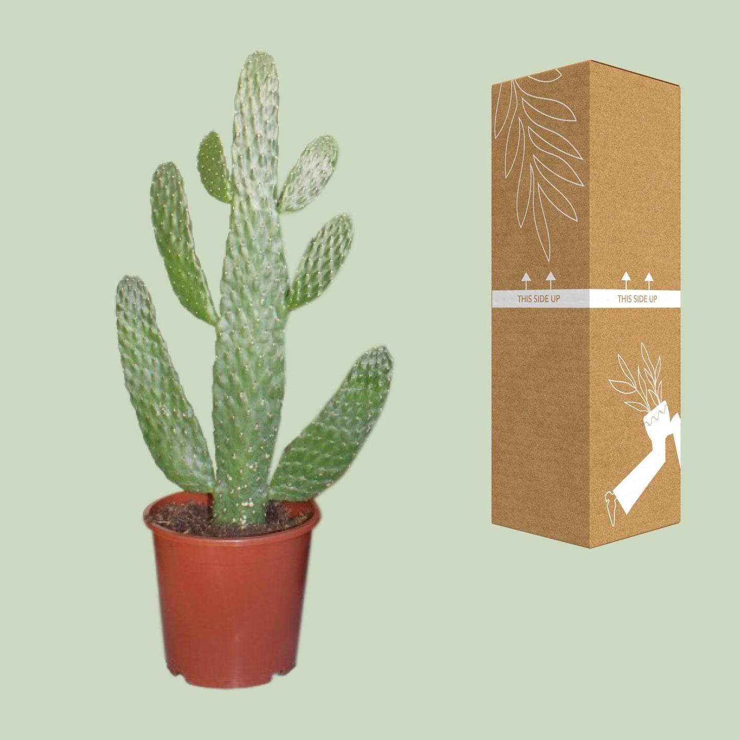 Opuntia Consolea | Ø17 | ↕55