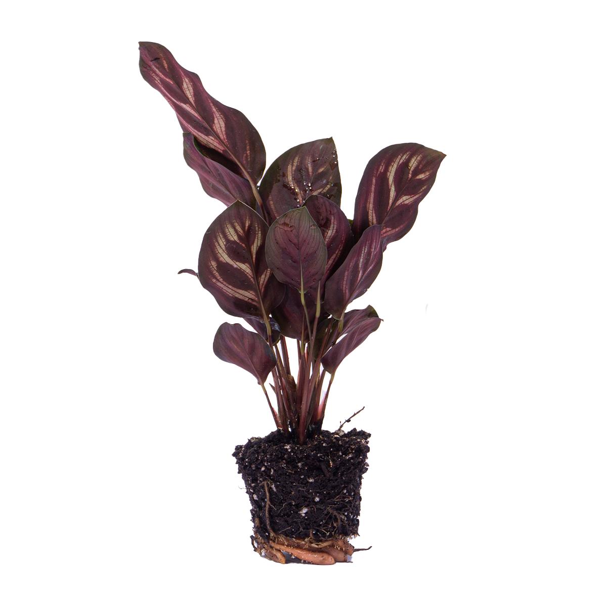Calathea Makoyana Terrarium plant | Ø6 | ↕10-15