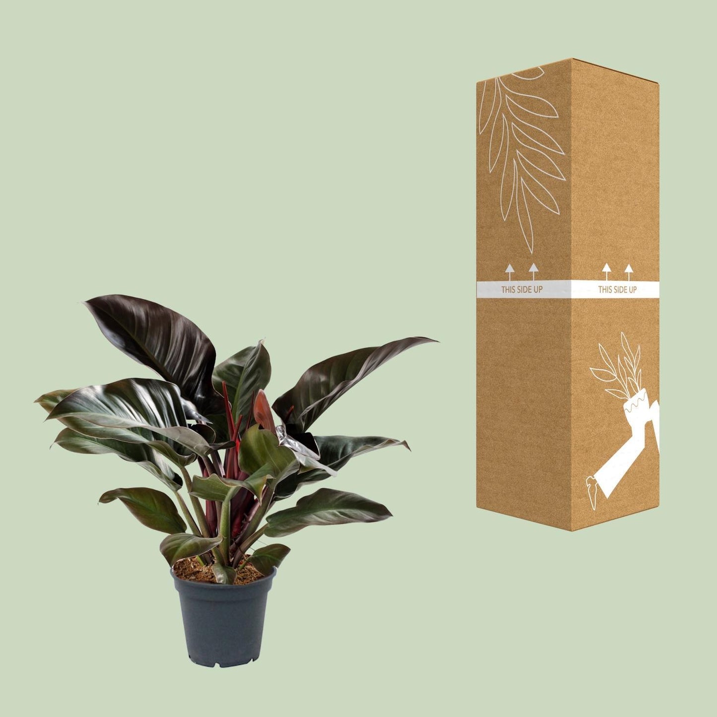 Philodendron Imperial Red | Ø17 | ↕50