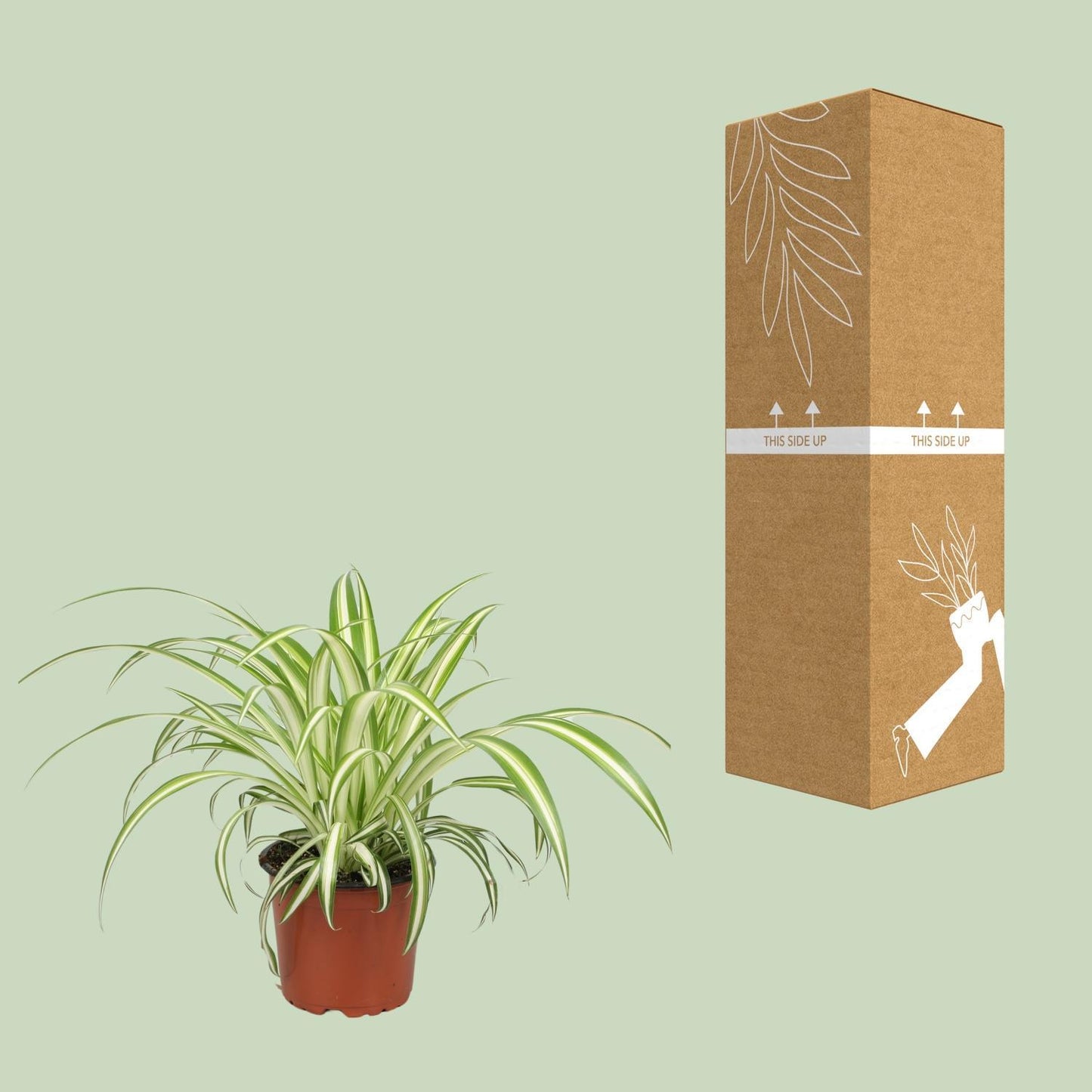 Chlorophytum | Ø12 | ↕12