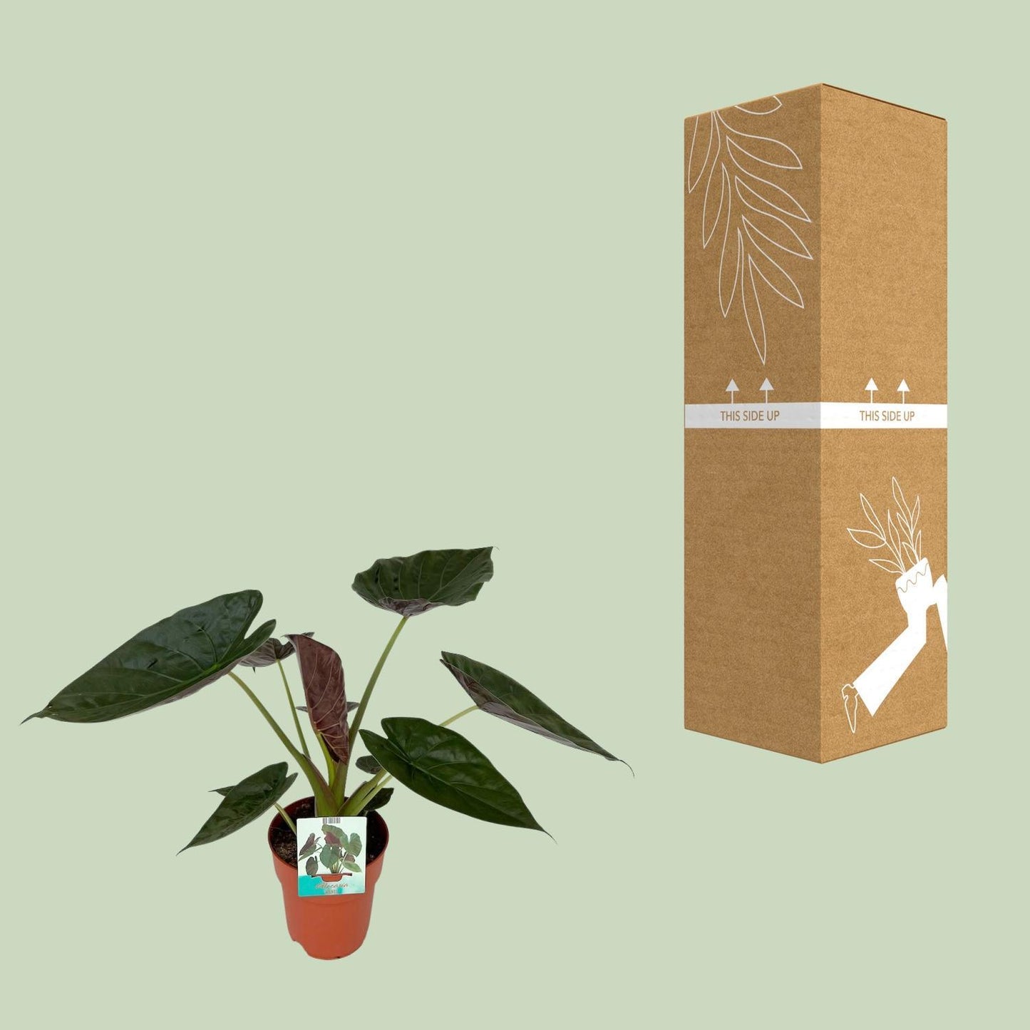 Alocasia Wentii | Ø19 | ↕85