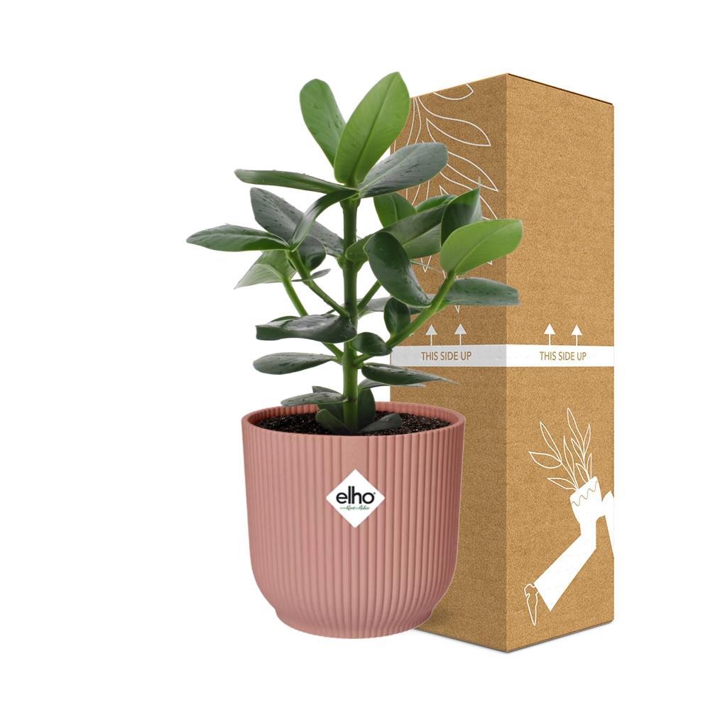 Clusia Princess | Ø12 | ↕15 + pot