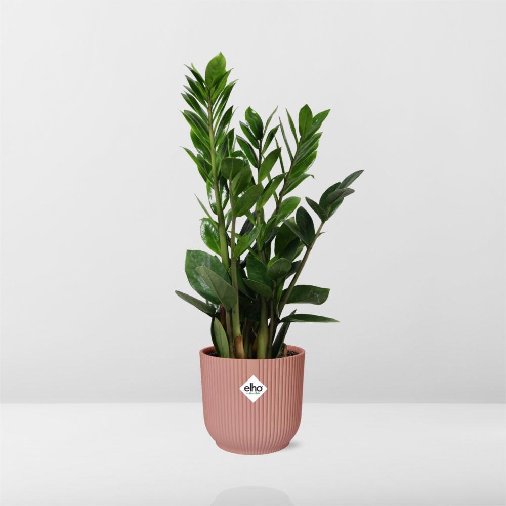 Zamioculcas Zamiifolia | Ø12 | ↕40 + ELHO Vibes Fold Ø14 roze