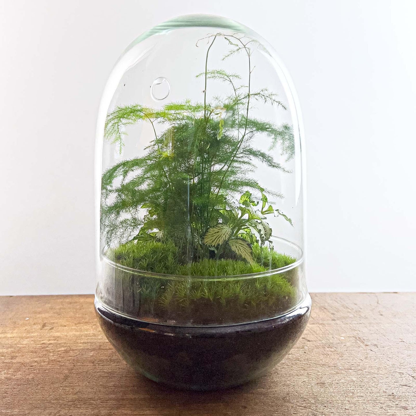 DIY terrarium | Egg XL