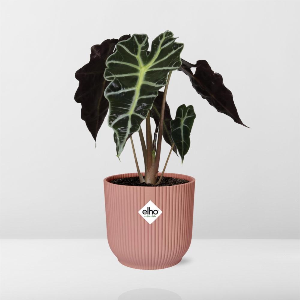 Alocasia Polly | Ø12 | ↕30 + pot roze Ø14