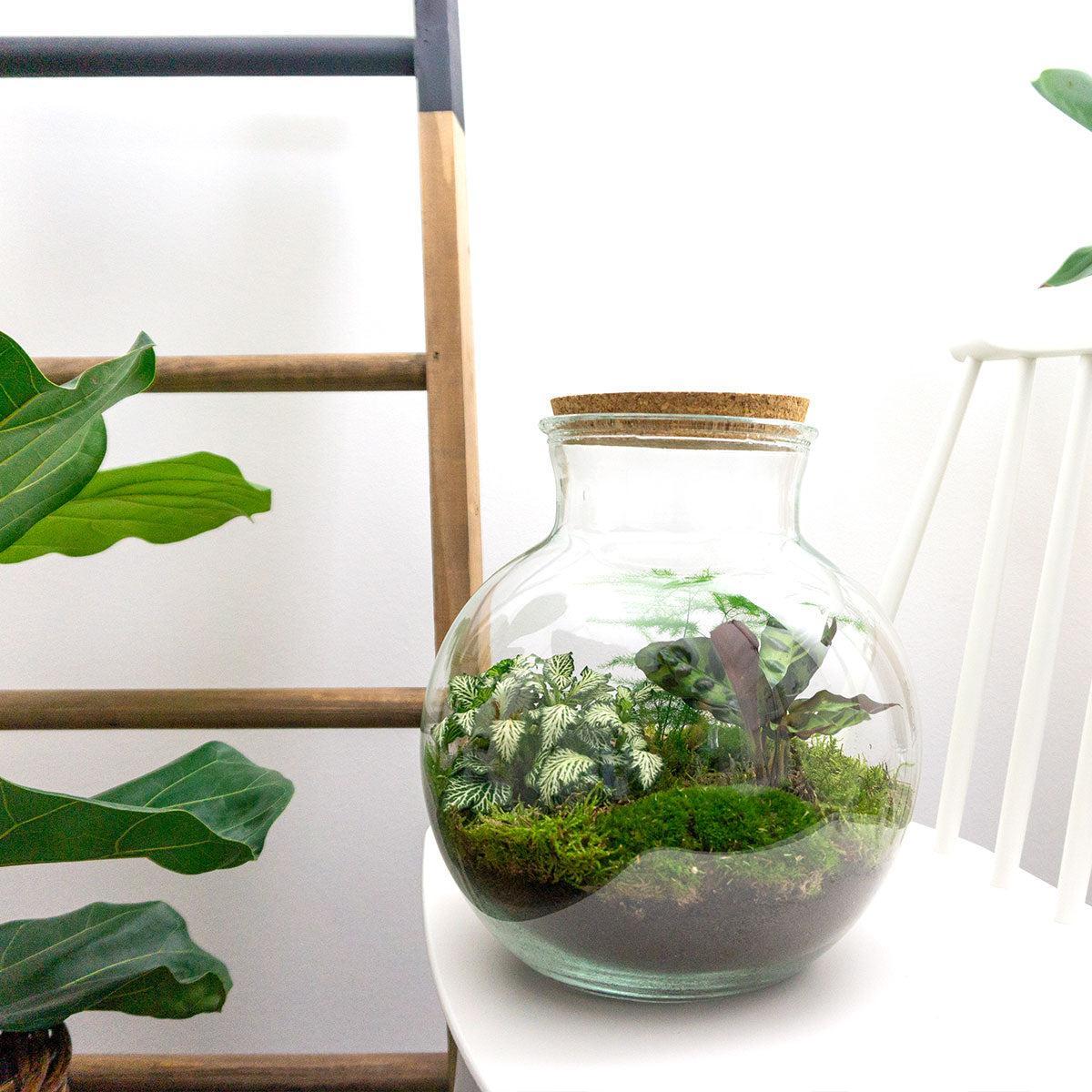 DIY terrarium Teddy