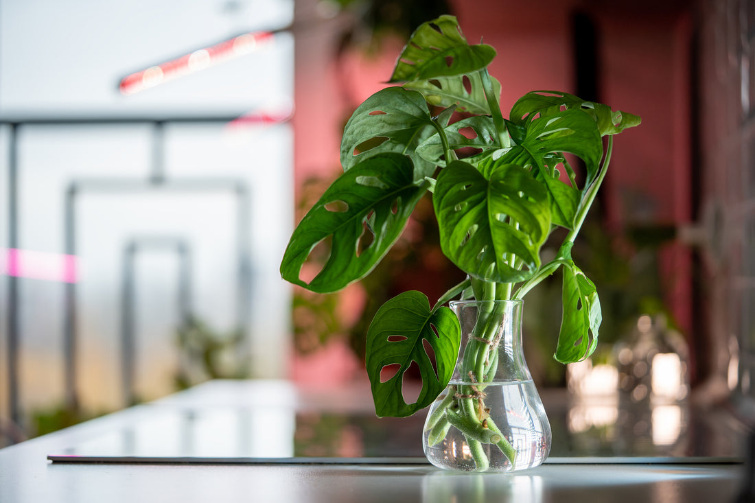 Het ultieme stappenplan(t) voor het stekken van planten
