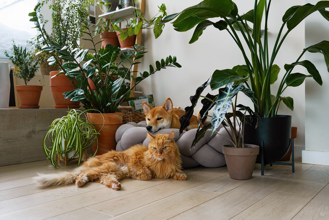 Niet giftige kamerplanten voor dieren