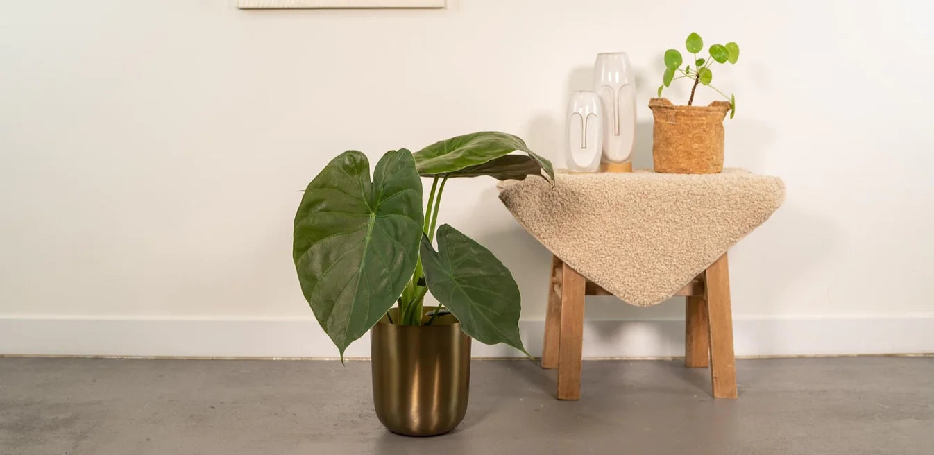 Planten in pot