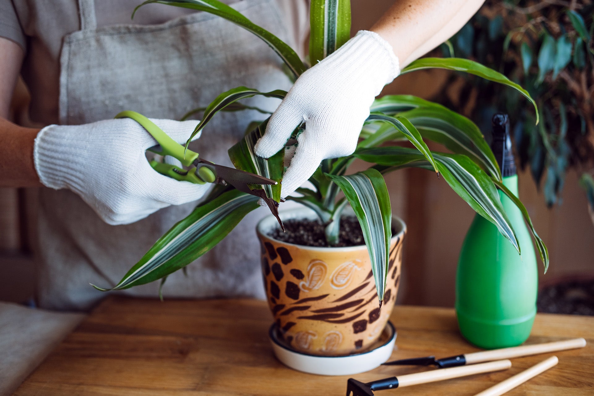 Plantenverzorging