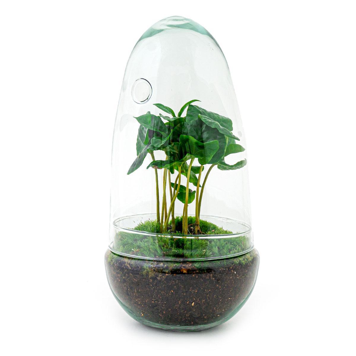 DIY terrarium |  Egg Coffea Arabica | ↕ 25 cm