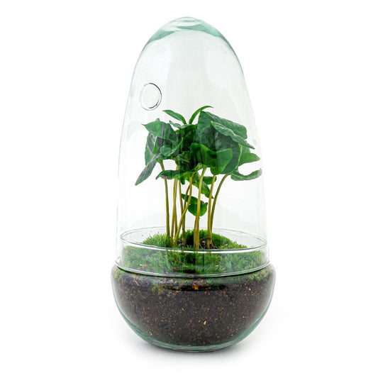DIY terrarium |  Egg Coffea Arabica | ↕ 25 cm