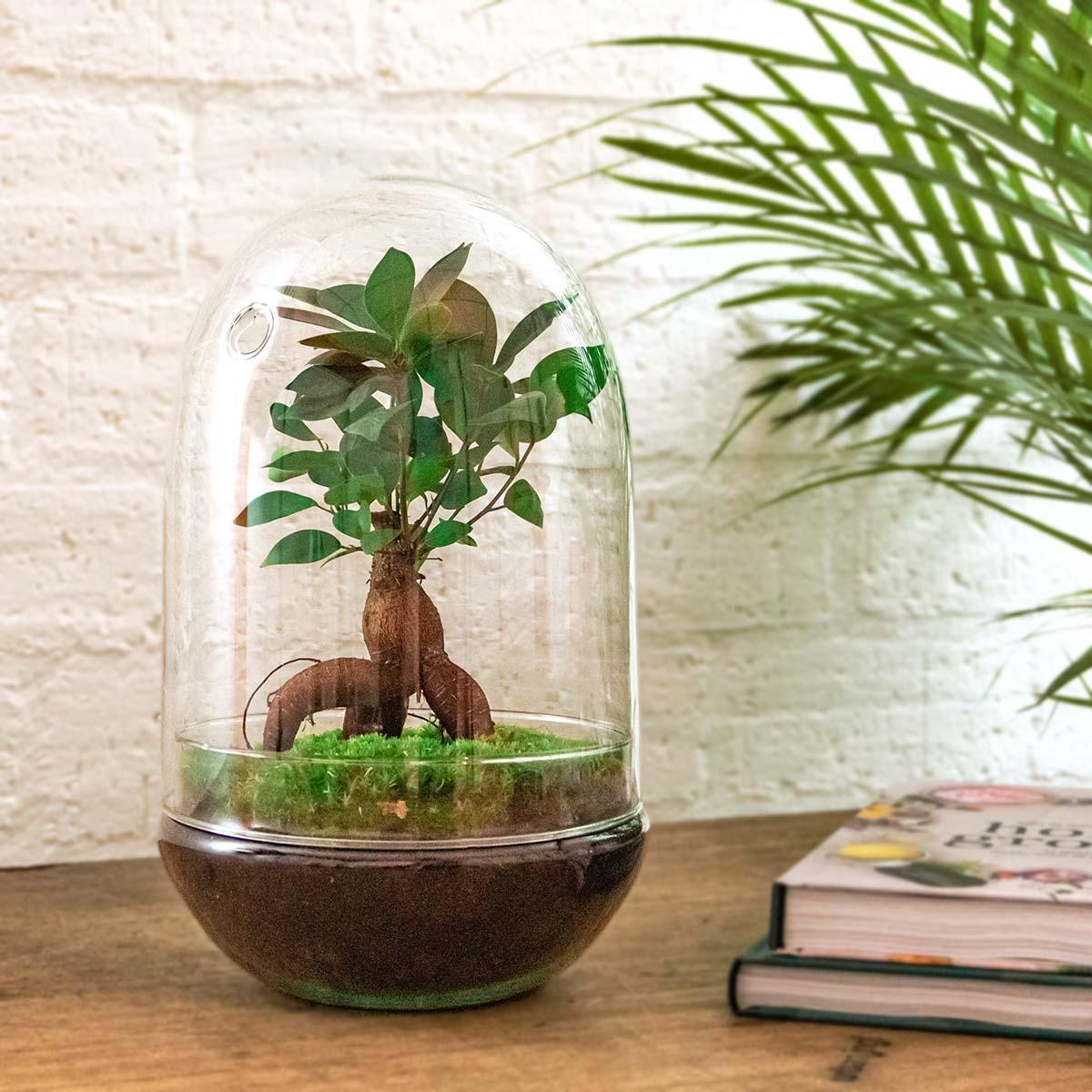 DIY terrarium | Egg XL Bonsai | ↕ 30 cm