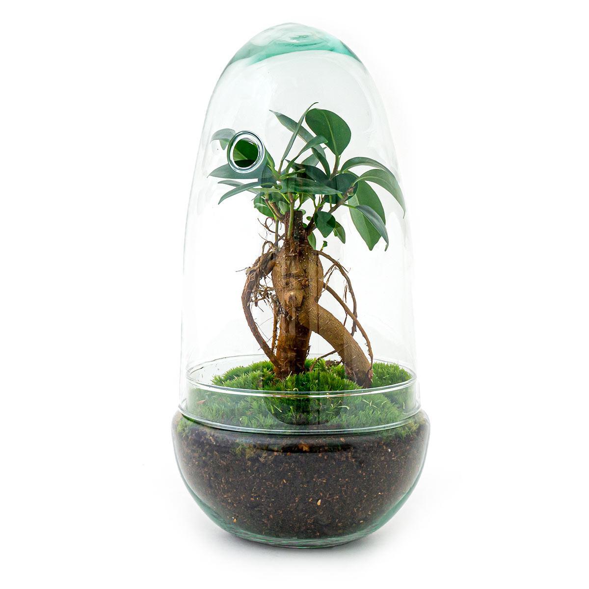 DIY terrarium | Egg Bonsai | ↕ 25 cm
