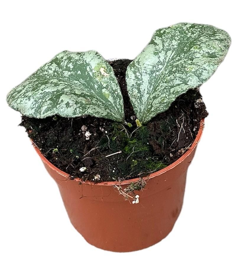 Hoya Waymaniae Kapuas - Ø10,5cm - ↕6cm