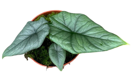 Alocasia Bisma Silver | Ø10,5cm | ↕15cm