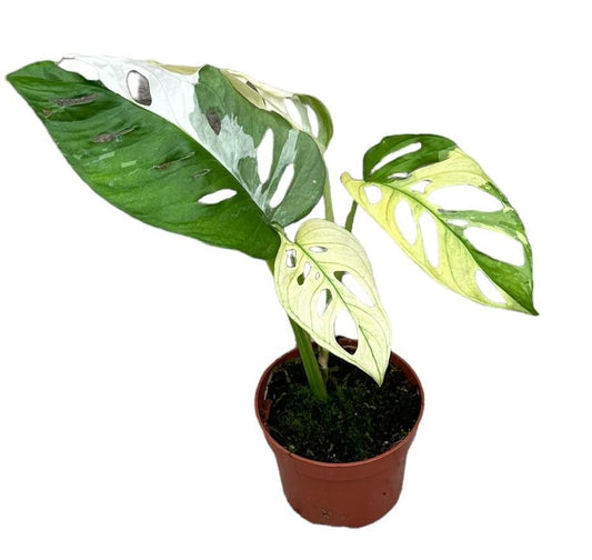 Monstera Adansonii Variegata | Ø10,5cm | ↕15cm