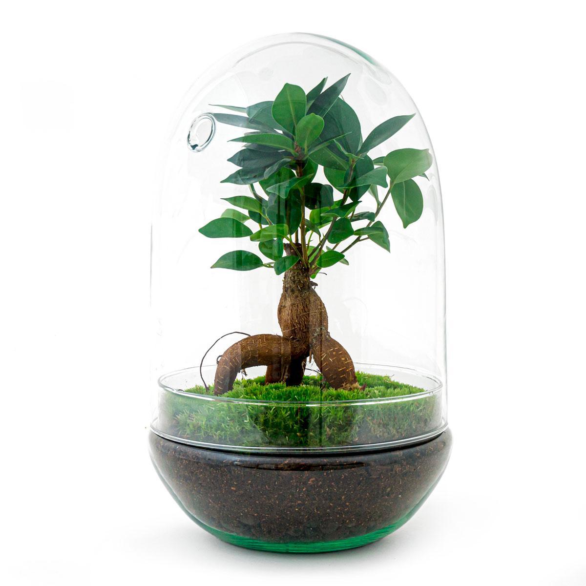 DIY terrarium | Egg XL Bonsai | ↕ 30 cm