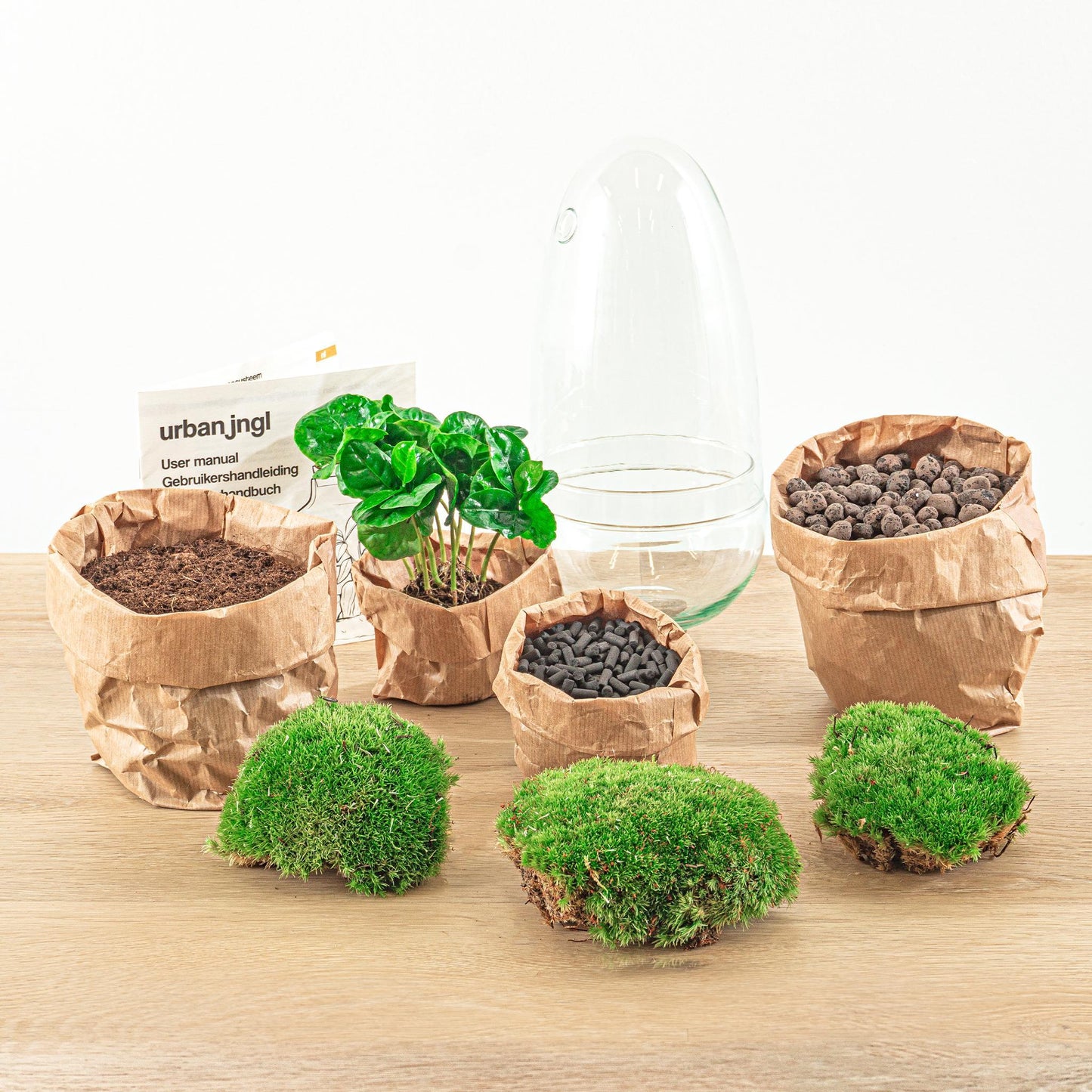 DIY terrarium |  Egg Coffea Arabica | ↕ 25 cm
