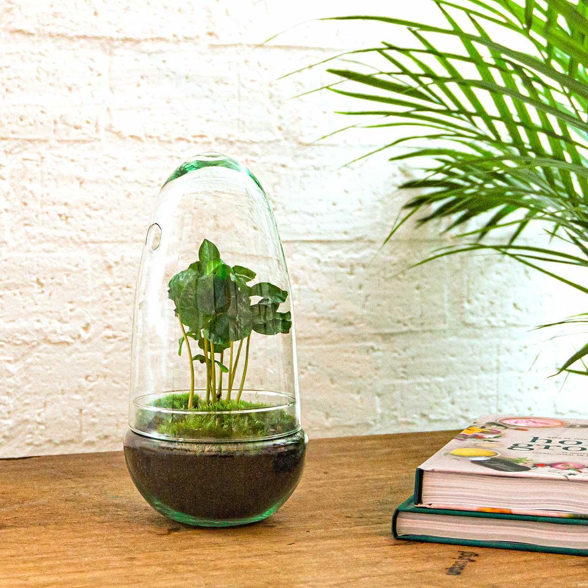 DIY terrarium |  Egg Coffea Arabica | ↕ 25 cm