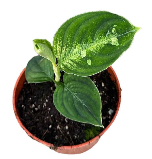 Aglaonema Pictum Bicolor | Ø10,5cm | ↕15cm