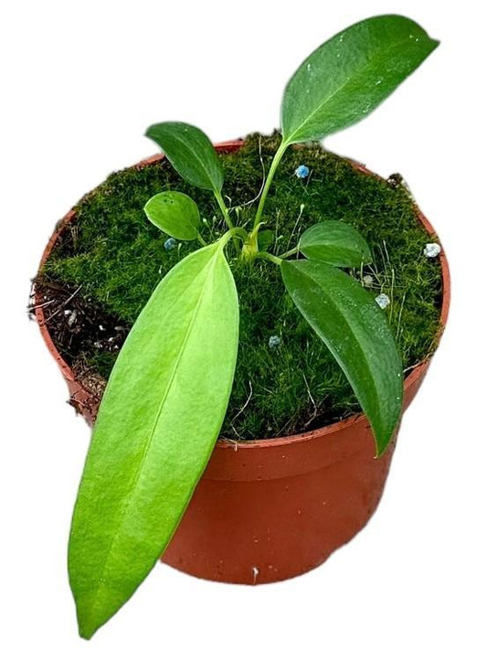 Anthurium Wendlingeri | Ø10,5cm | ↕15cm