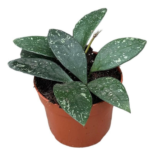 Hoya Rundumensis Splash - Ø10,5cm - ↕7cm