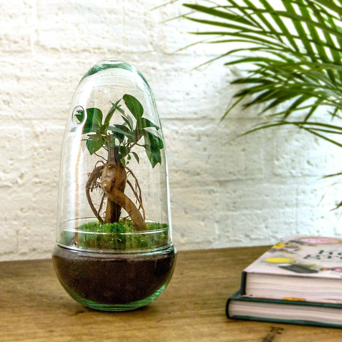DIY terrarium | Egg Bonsai | ↕ 25 cm