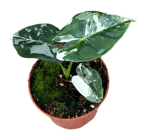 Alocasia Frydek Variegata | Ø10,5cm | ↕15cm