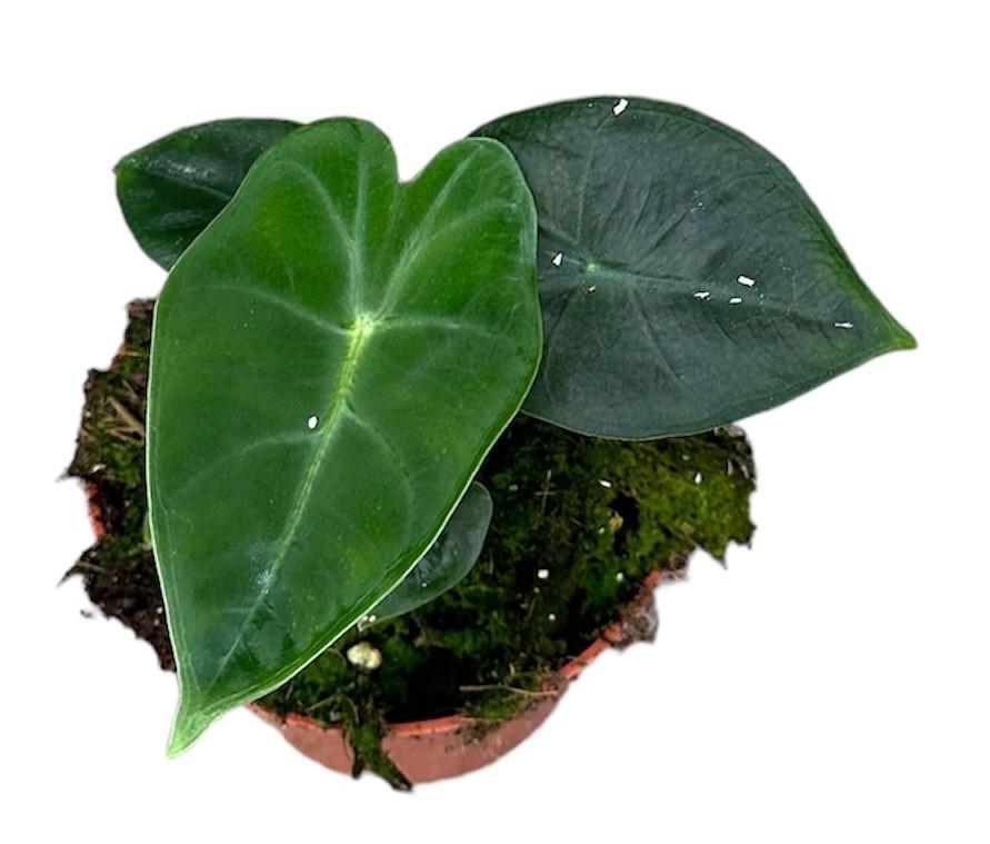 Alocasia Frydek | Ø10,5cm | ↕15cm