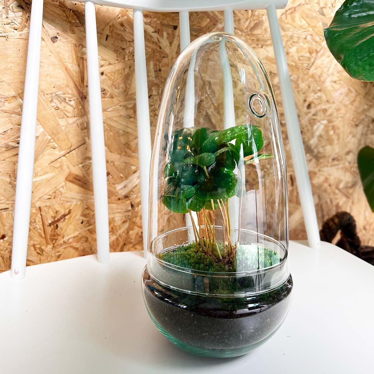 DIY terrarium |  Egg Coffea Arabica | ↕ 25 cm
