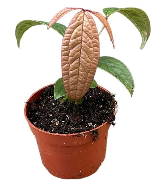 Anthurium Arisaemoides | Ø10,5cm | ↕15cm