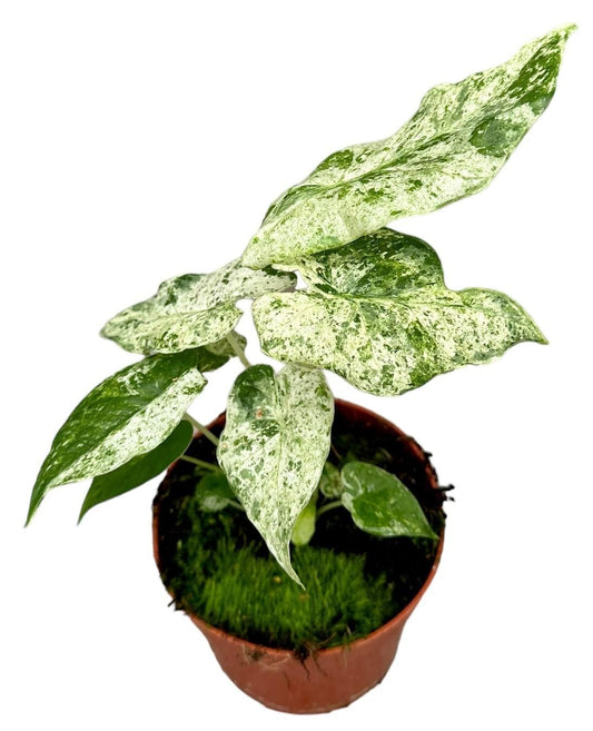 Alocasia Macrorrhiza Splash | Ø10,5cm | ↕15cm