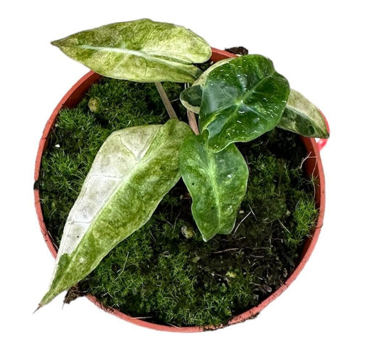 Alocasia Polly Yellow Variegata | Ø10,5cm | ↕15cm