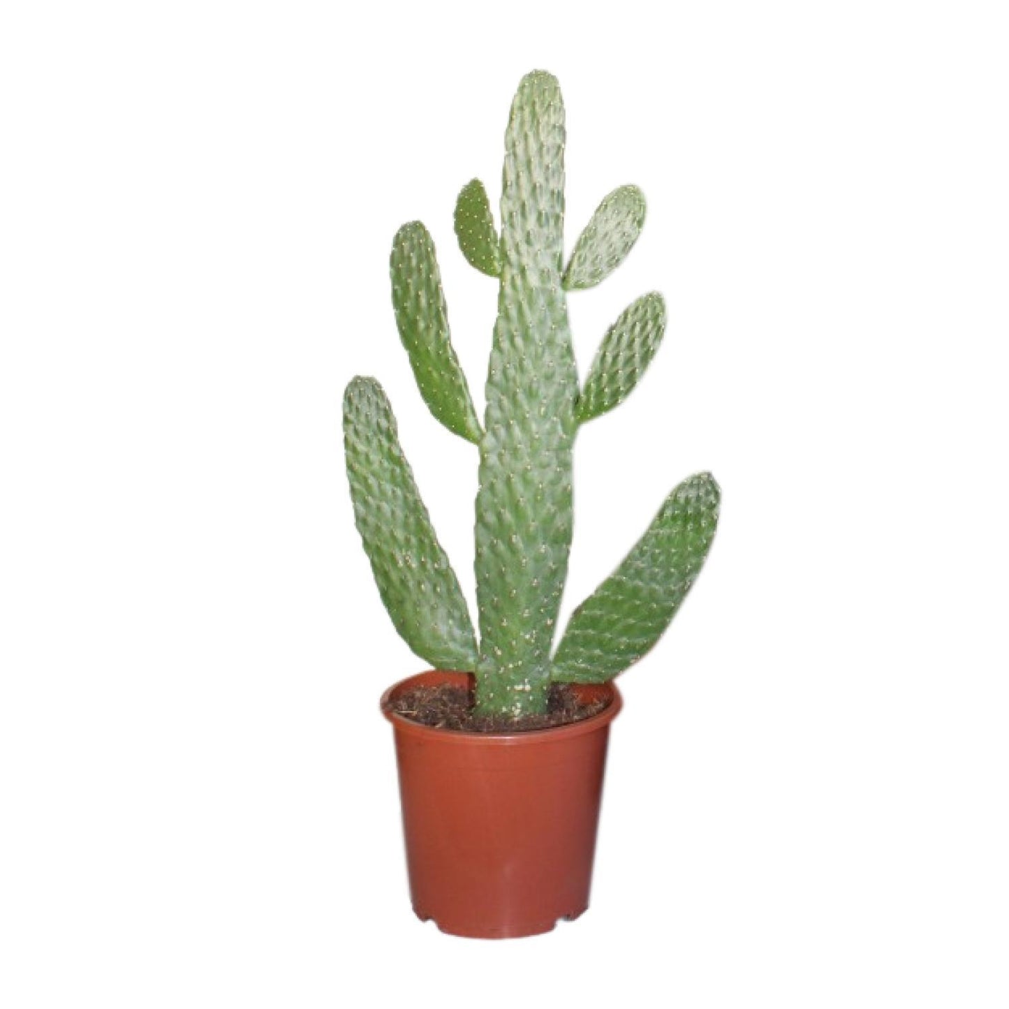 Opuntia Consolea  | Ø17 | ↕55