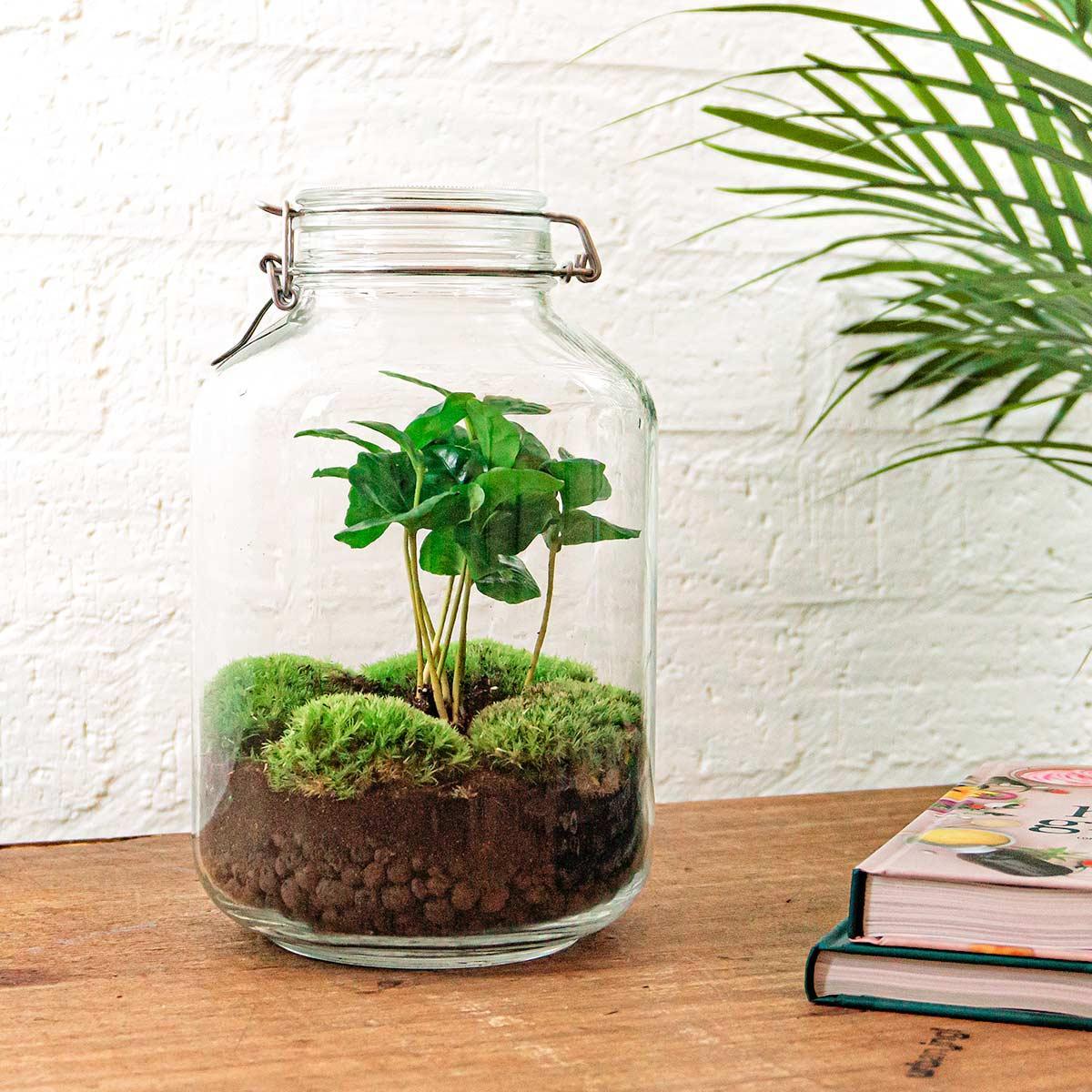 DIY terrarium Weckpot