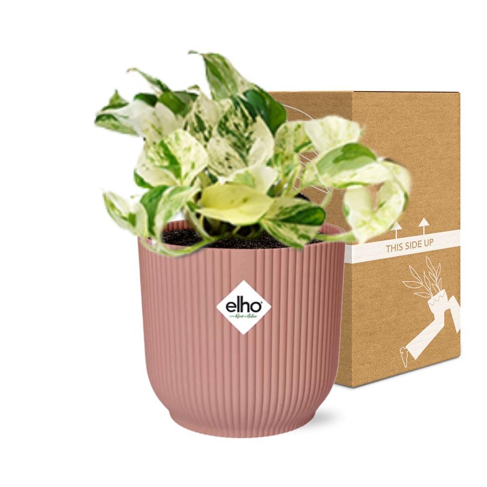 Epipremnum Happy Leaf  | Ø12 | ↕15 + pot