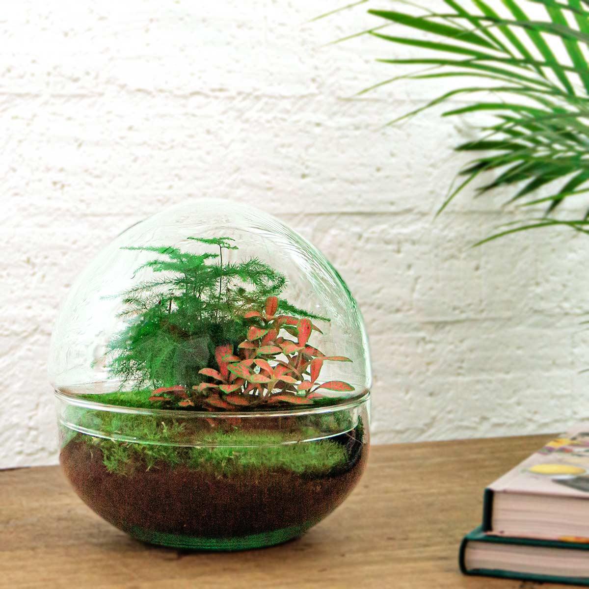 DIY terrarium Dome Red  | Ø20 | ↕20