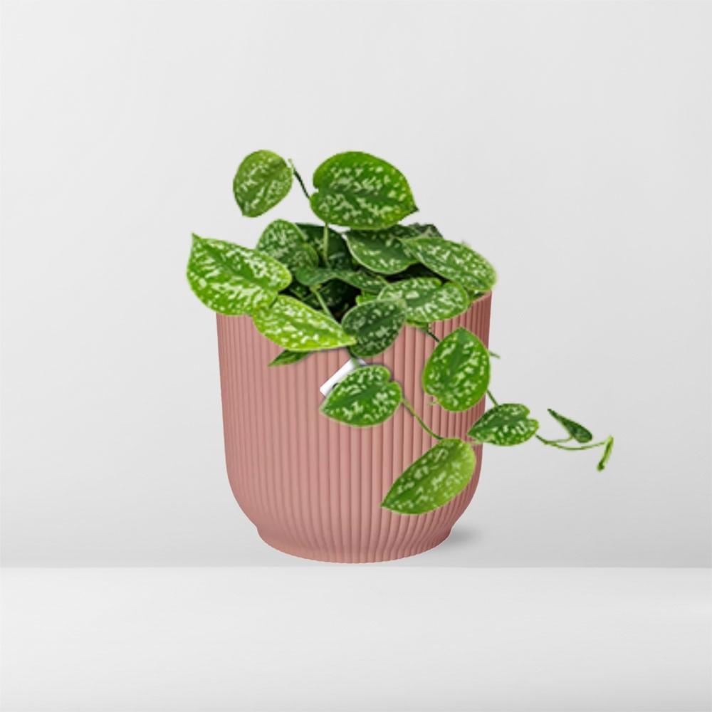 Scindapsus Pictus  | Ø12 | ↕15 + ELHO Vibes Fold Ø14 roze