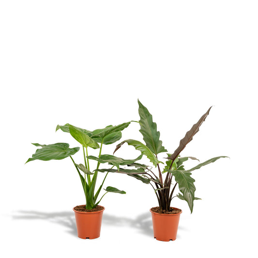Alocasia Cucullata + Alocasia Lauterbachiana  | Ø19 | ↕60-75